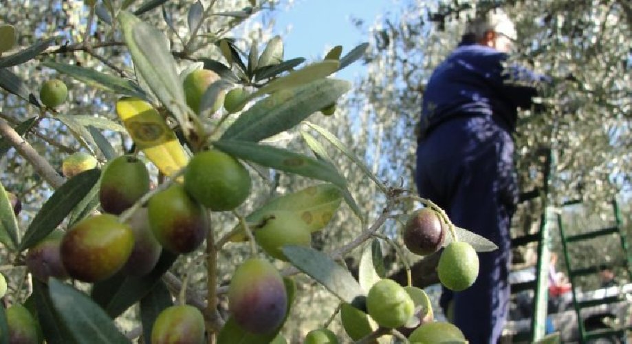 Colto da malore mentre raccoglie olive: muore in campagna a Vittoria