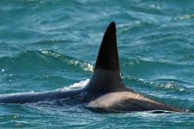 Orche in Stretto di Messina, nessun avvistamento