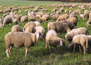 Atti persecutori con le pecore, pastore rinviato a giudizio a Gela