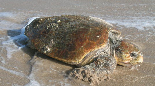 Anche la tartaruga Penelope torna in mare a Favignana