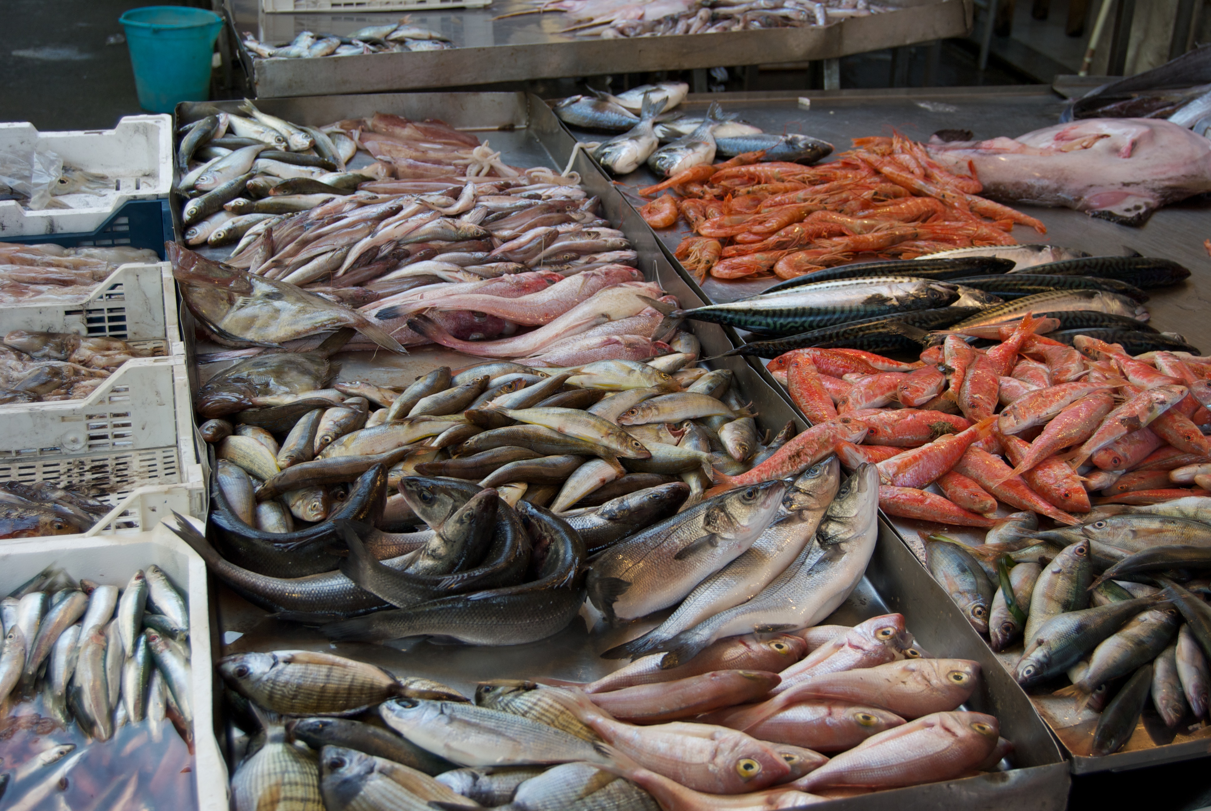 Palermo, "Il pesce siciliano è il più sicuro e il più nutritivo" 
