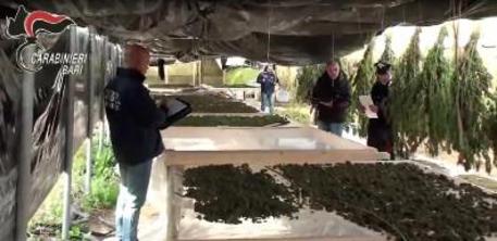 Sequestrate 7000 piante di marijuana e 200 chili di droga nel Barese