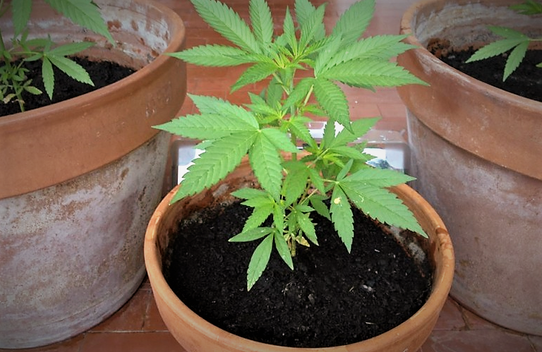 Cassazione: coltivazione  in casa di cannabis in minima quantità è legale