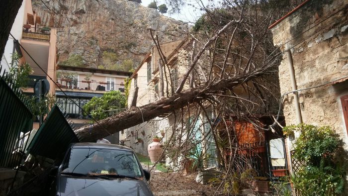 Palermo, cade un pino a Mondello: danneggiata auto e una casa