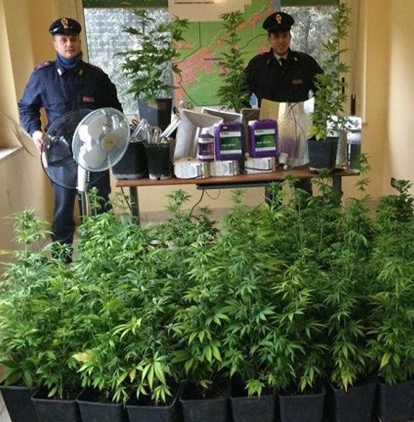 Mondello, nascondeva una maxi piantagione di marijuana: arrestato