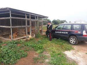Portopalo, proprietaria di 21 cani ma senza autorizzazione prevista: animali sequestrati