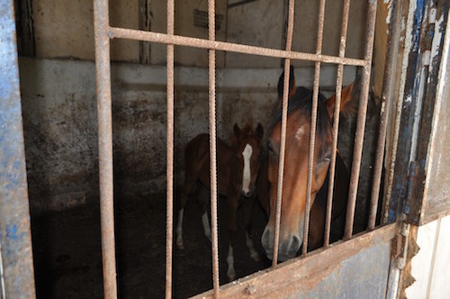 Cavalli denuntriti in una stalla abusiva, sequestro ad Aci Catena