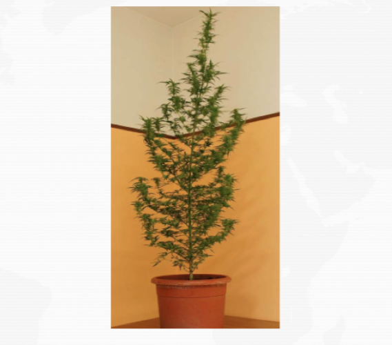 Lentini, coltivava pianta di marijuana alta 2 metri: denunciato un giovane