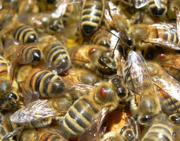 Lipari, scuola chiusa per rischio api e vespe