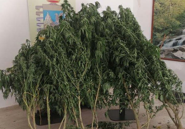 Avola, nell'orto di casa 19 piante di marijuana: denunciato in libertà