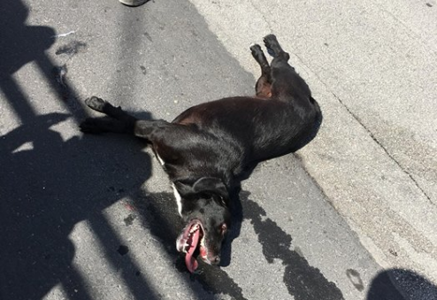 Il cane del rione morto avvelenato a Melilli: subito contromisure