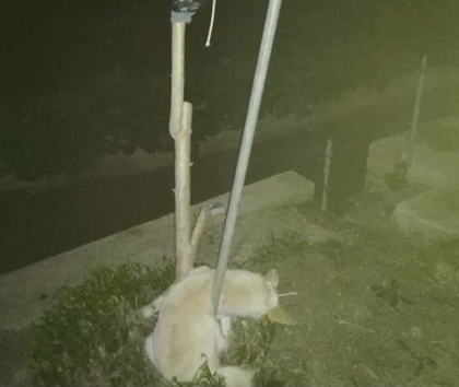 Cane randagio trovato impiccato davanti lo stadio di Pachino