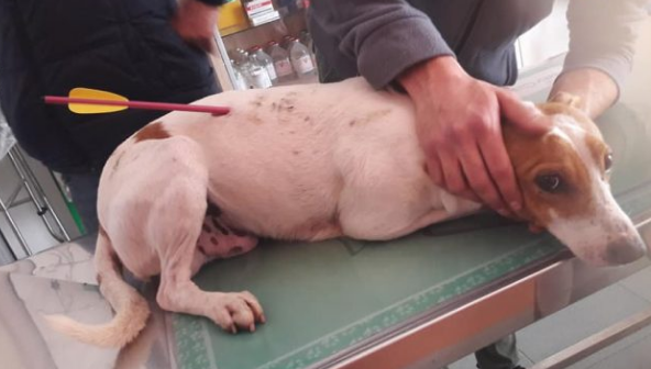 Cane ferito da freccia di balestra a  Scicli: salvato