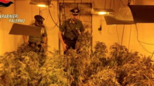 Casolare adibito a serra indoor di cannabis: 2 arresti nel Palermitano