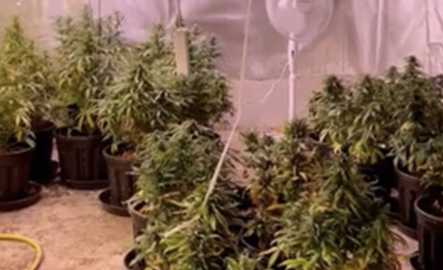 Coltivavano cannabis in un seminterrato: 2 arresti a Palmi