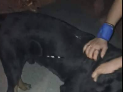 Licata, cane torturato con aghi di istrice: esposto in Procura ad Agrigento