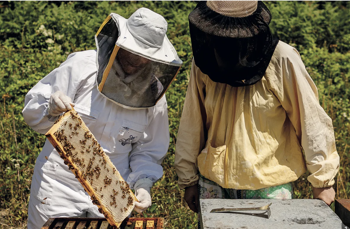 Due bandi della Regione per sostenere gli apicoltori siciliani