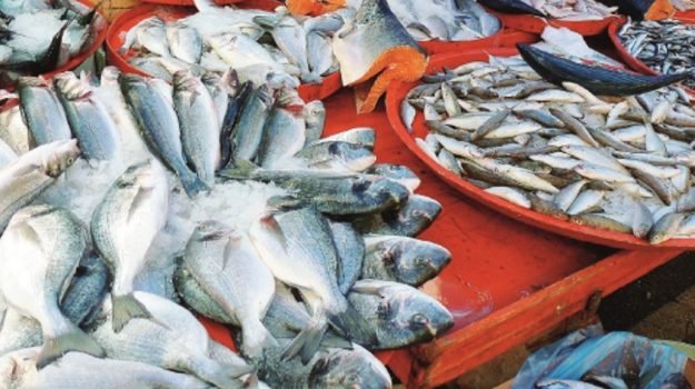 Palermo, multe e sequestri di pesce a Ciaculli