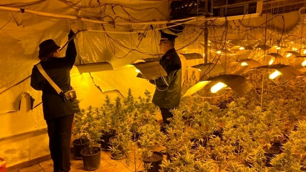 Due serre indoor di marijuana nel Palermitano: scattano quattro arresti