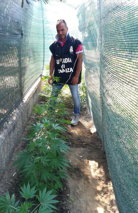 Droga, trovato con nove piante di marijuana: un arresto a Rossano