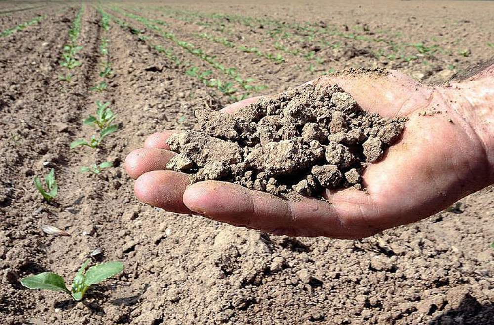 Coldiretti: "L'agricoltura è l'unico settore in calo, pesa la siccità"