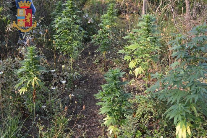 Scoperta una piantagione di cannabis a Siderno: sequestrate 150 piante