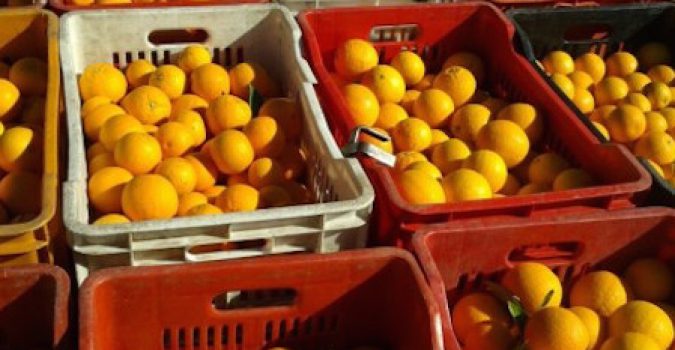 Tentano il furto di agrumi a Lentini, quattro persone denunciate