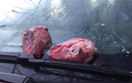 Catania, testa d'agnello sul parabrezza dell'auto di una giornalista