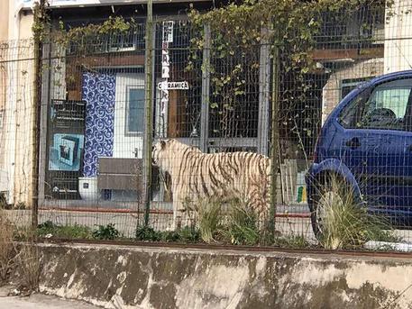 La tigre fuggita dal circo, Forza Italia chiede un'ordinanza al sindaco di Palermo