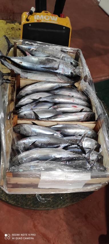 Guardia Costiera Riposto, tonno sotto misura: sequestrati 285 kg di pesce
