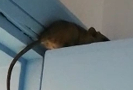 Il Sappe denuncia: topi nella mensa del carcere di San Cataldo
