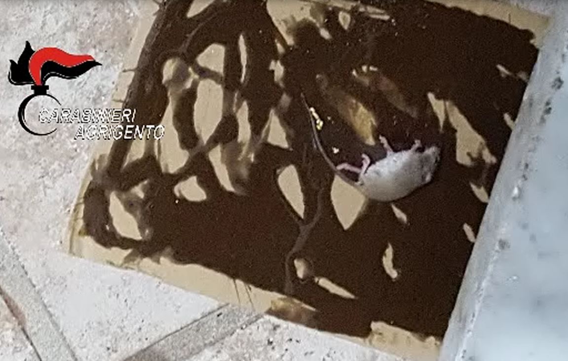Topi morti e cibo scaduto, chiuso un ristorante a Favara