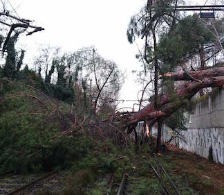 Maltempo: cade albero, bloccati treni tra Catania e Centuripe 