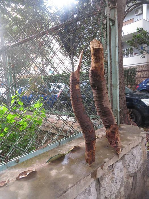 A Palermo una "pioggia" di tronchi causata dal forte vento
