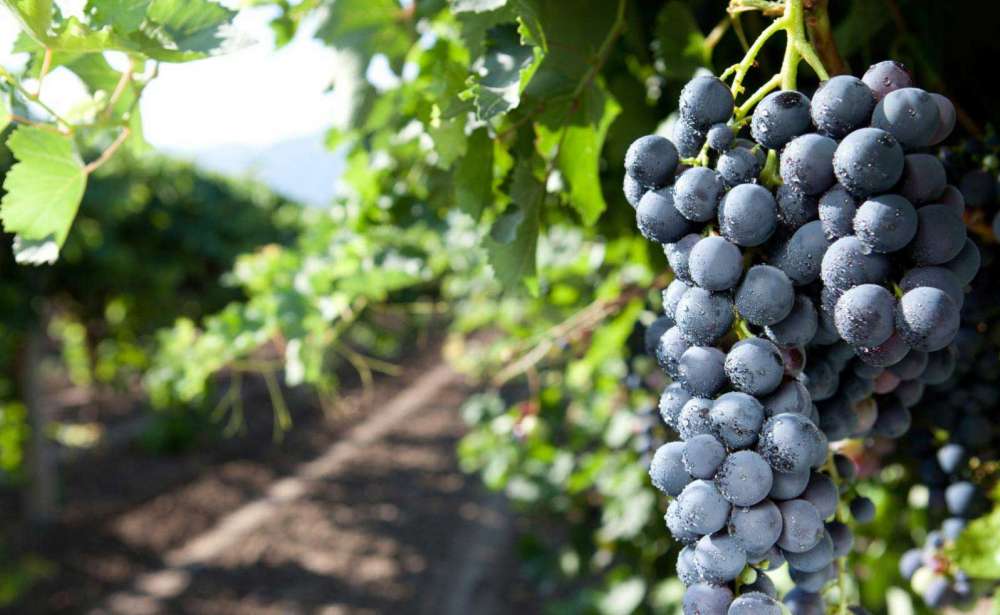 Vini, il Nero d'Avola tra i più venduti in Italia: boom per il Grillo