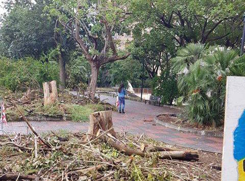 Legambiente: "A Catania abbattuti troppi alberi, perché"