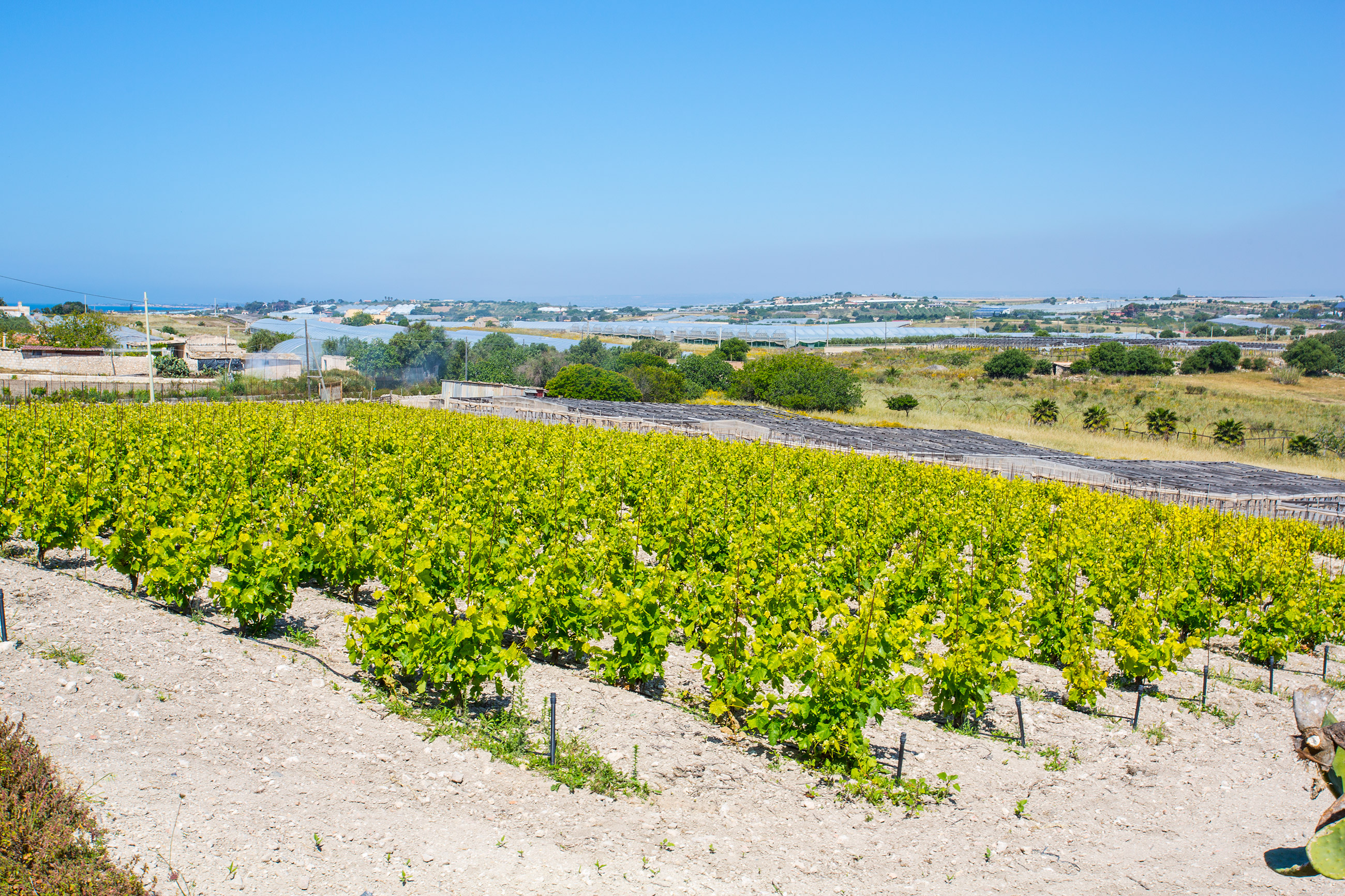 Cala la produzione di vino in Sicilia del 50% ma è di qualità