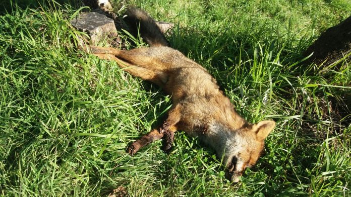Cattura una volpe e la uccide, 42enne arrestato a Mineo