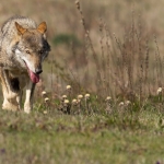 Reggio Calabria, lupo ucciso a fucilate nel Parco dell'Aspromonte