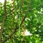 Asparago da guinness raccolto in Molise: è alto più di 4 metri