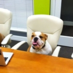 Da oggi cani o gatti “ da ufficio” in alcune aziende