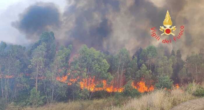 Incendio minaccia canile a Crotone: salvati 200 animali